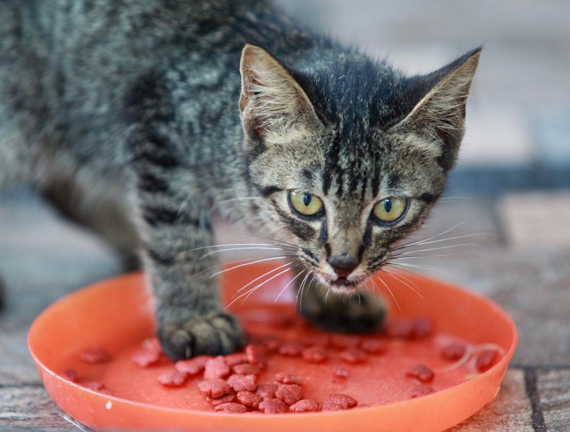 Ensuring Feline Health