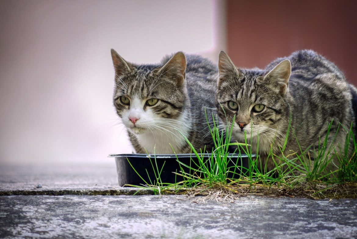 The Purrfect Feeding Schedule: Tailoring Meals to Your Cat's Age