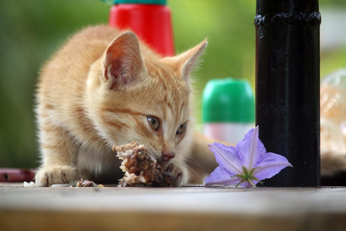 Happy and Healthy Cat