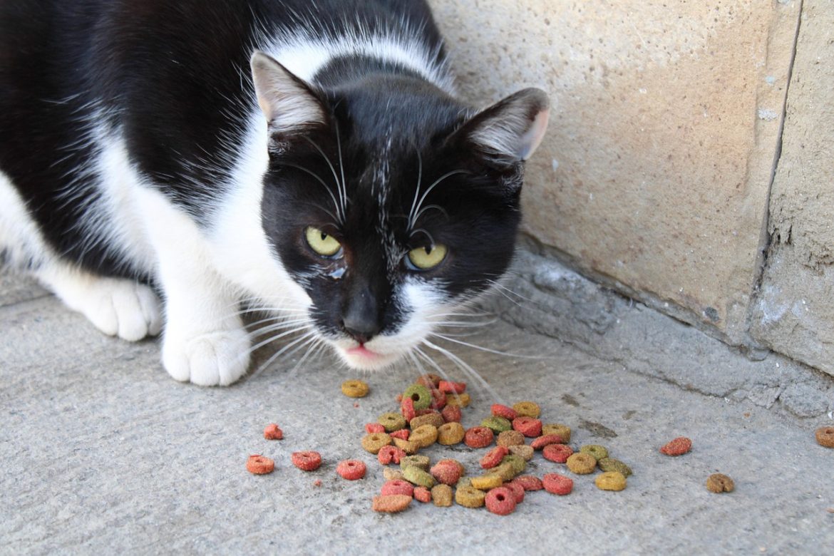Balancing Your Cat's Diet: The Key to a Healthy Feline Life