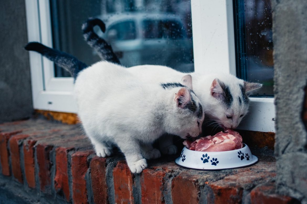 Happy and Healthy Feline
