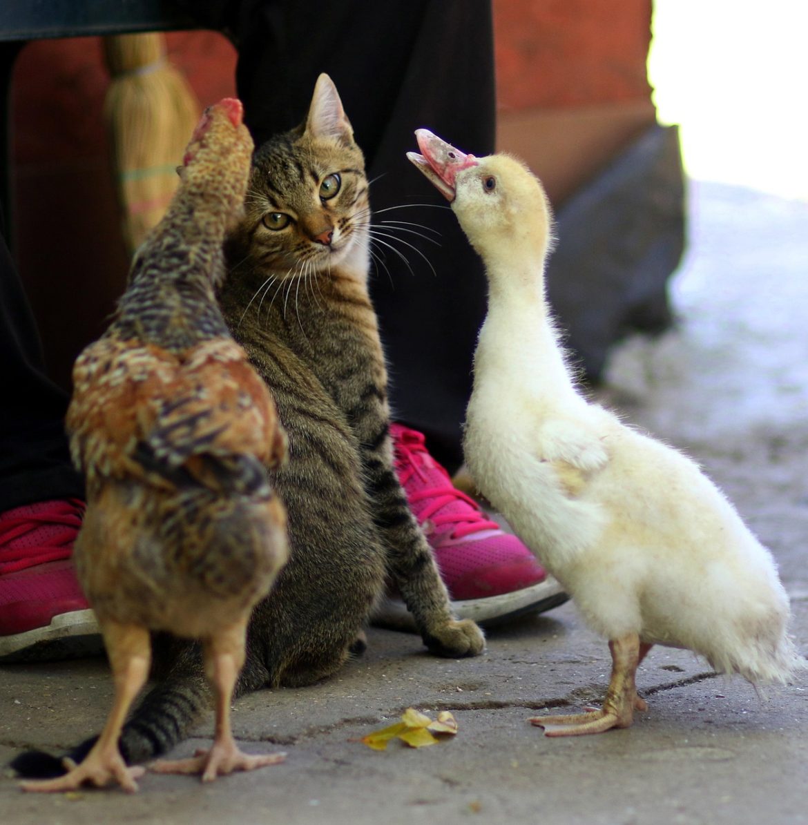 Mealtimes for a Happy and Healthy Feline Friend