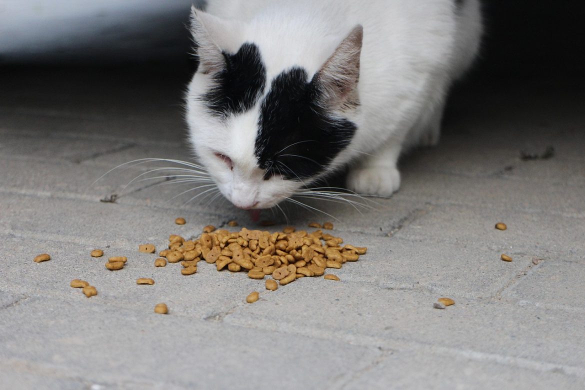Budget-Friendly Tips for Healthy Cat Food