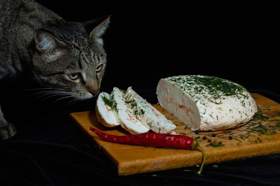 Avoid These Common Cat Feeding Mistakes