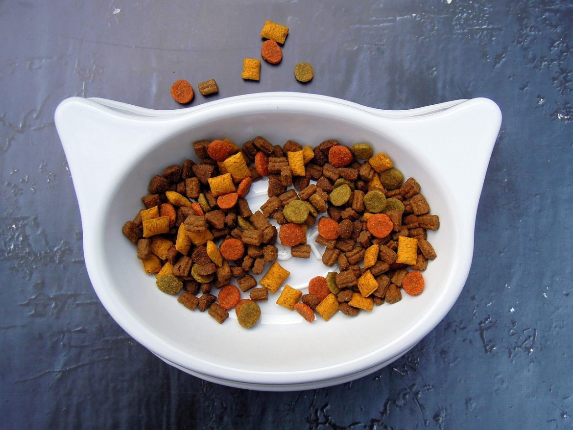 Easy Steps for Safely Transitioning Your Cat's Food