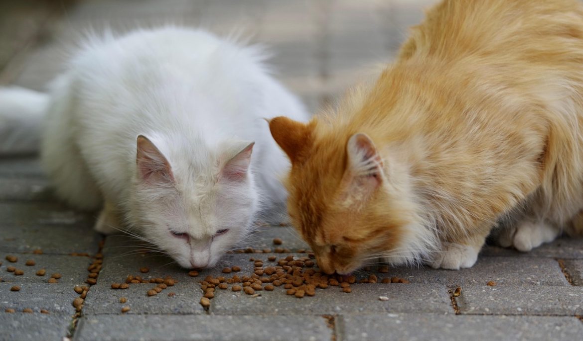 Wet or Dry: The Battle of Cat Food Types