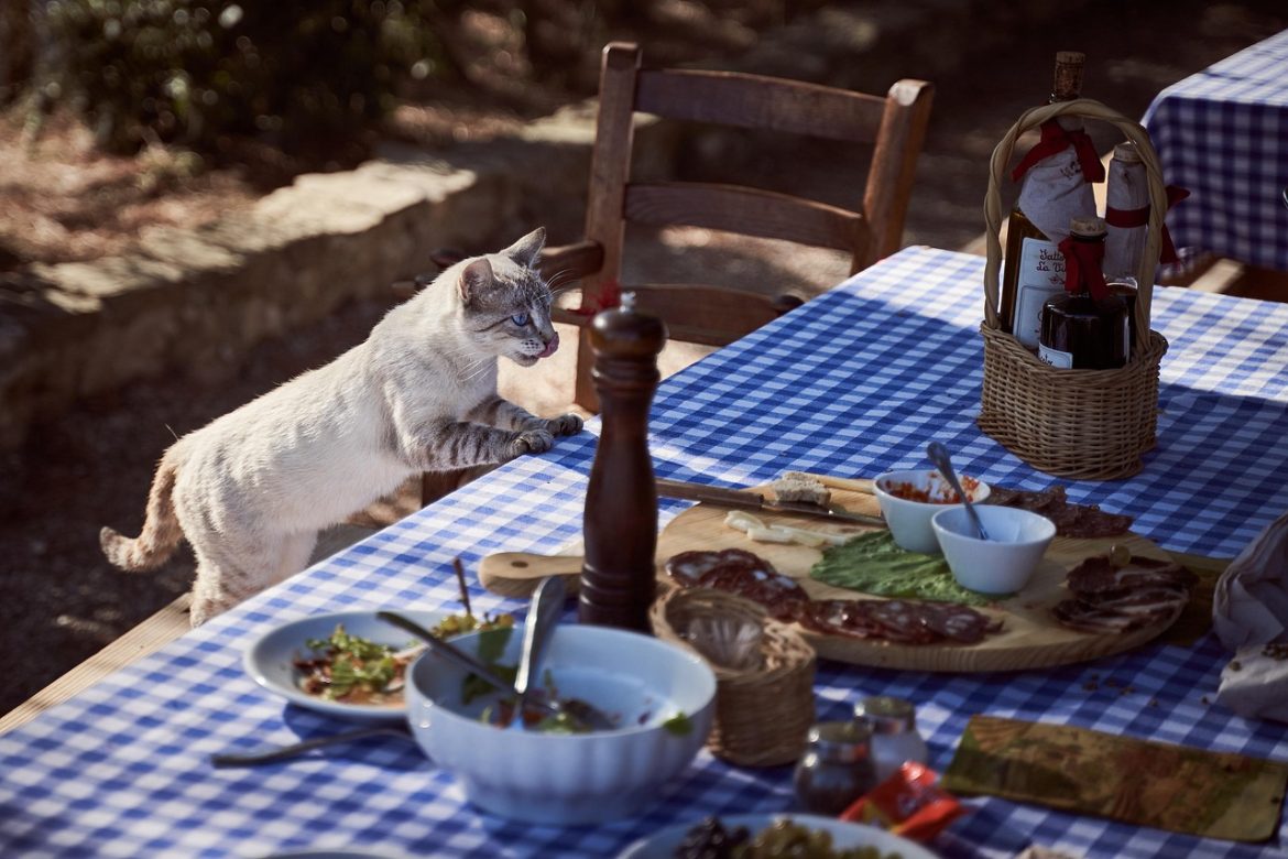5 Warning Signs You're Feeding Your Cat Wrong