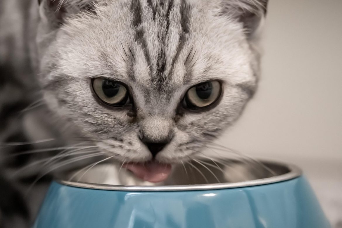 Pawsitively Purrrfect Finances