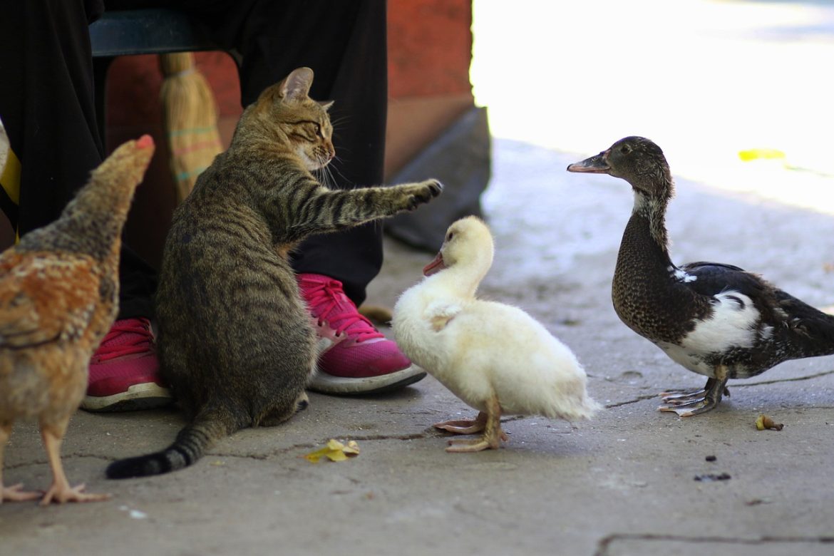 How to Properly Feed a Kitten